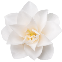 white camellia flower