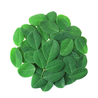 recurrection plant leaves